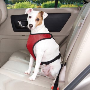 Обеспечение безопасности собаки при езде в автомобиле - Димон-Камон, одежда для собак