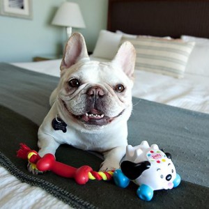 Развивающие интерактивные игрушки для собак - Димон-Камон, одежда для собак