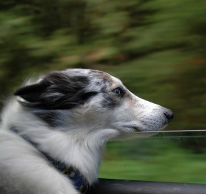 Подстилка для собаки в автомобиль - Димон-Камон, одежда для собак