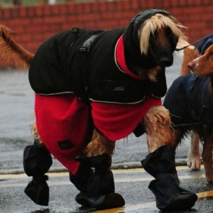 Одежда для собак на ненастную погоду - Димон-Камон, одежда для собак
