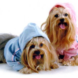 Гламурные наряды для собак - Димон-Камон, одежда для собак