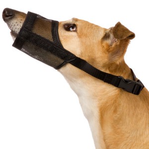 Нужен ли намордник всем собакам - Димон-Камон, одежда для собак