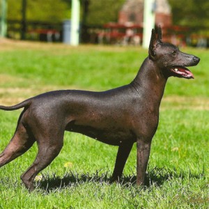 Ксолоитцкуинтли – голая собака родом из Мексики. Часть 1 - Димон-Камон, одежда для собак
