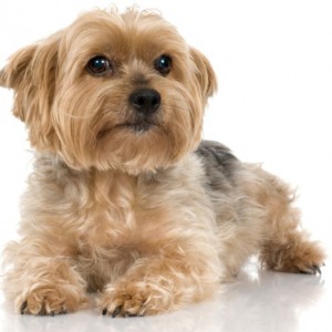 Йоркширский терьер – любимый непоседа - Димон-Камон, одежда для собак
