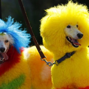 Общепринятые описания окрасов собак - Димон-Камон, одежда для собак