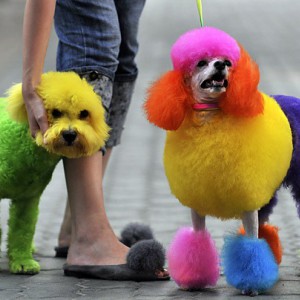 Многоцветный окрасс собаки - Димон-Камон, одежда для собак