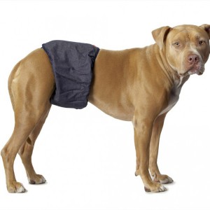 Зачем нужны пеленки для собак - Димон-Камон, одежда для собак