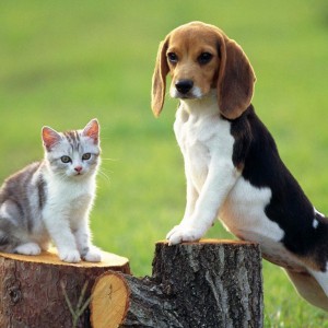 Как подружить собаку с кошкой - Димон-Камон, одежда для собак