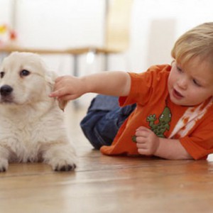 Знакомство собаки с новорожденным - Димон-Камон, одежда для собак