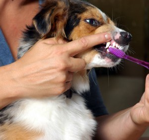Уход за зубами собаки (часть 3) - Димон-Камон, одежда для собак
