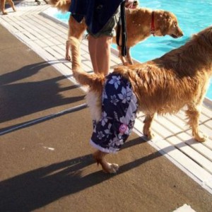 Летняя одежда для собак - Димон-Камон, одежда для собак