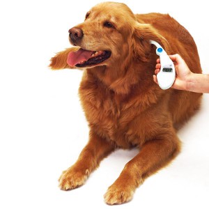 Правильный уход за ушами собаки - Димон-Камон, одежда для собак