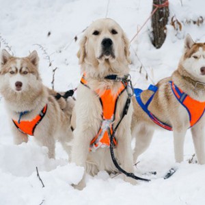 Разновидности поводков для собак - Димон-Камон, одежда для собак