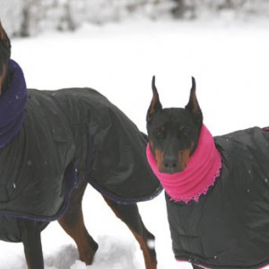 Зимняя одежда для собак  - Димон-Камон, одежда для собак
