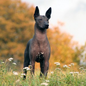 Ксолоитцкуинтли – голая собака родом из Мексики. Часть 2 - Димон-Камон, одежда для собак