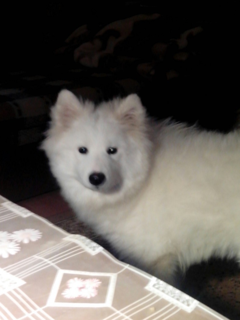 Самоедская собака Белый волк Лили вайт (Лилька)